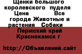 Щенки большого (королевского) пуделя › Цена ­ 25 000 - Все города Животные и растения » Собаки   . Пермский край,Краснокамск г.